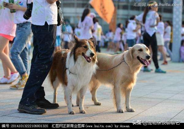 博美犬吃什么钙片好:狗狗的腿不好，吃点钙片可以吗？