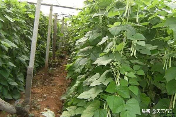 头条问答 芸豆适合在什么季节栽培 如何安排茬口 天天行3的回答 0赞