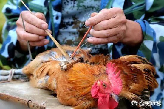 如果你家要把祖上阉鸡阉猪技术传给你,你愿意接班吗？