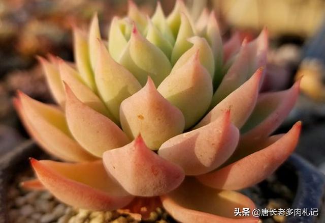 多肉大和锦根能长多粗:多肉植物金辉和三色堇容易出状态变色吗？