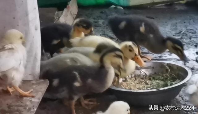 生物饲料配方技术:限制抗生素在饲料中使用以后，你是怎么做饲料配方的？