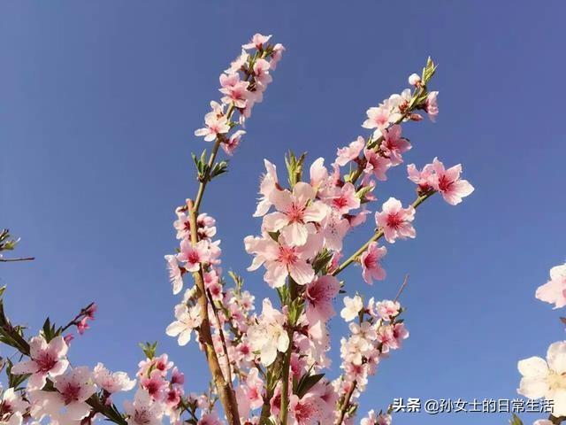 大家怎么理解“人生平平淡淡才是真”这句话？
