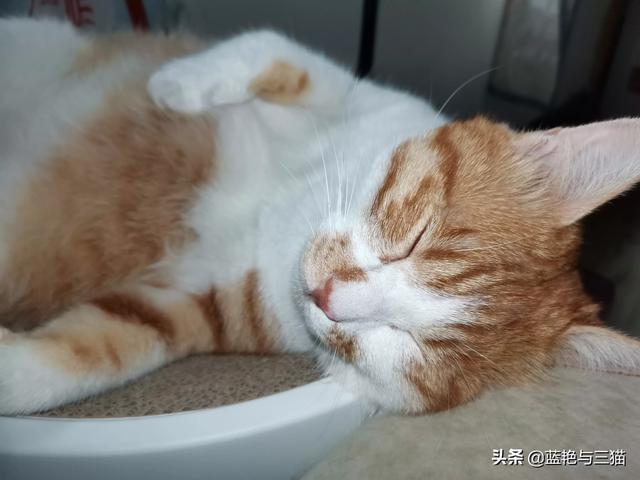 你们的猫咪性格好吗？