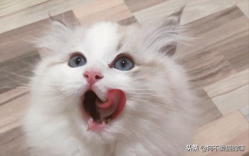 公猫发情怎么处理:公猫闹猫的时候能打疫苗么？