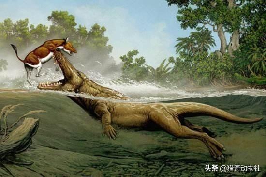 鲸的祖先知识:鲸生活在水中，为什么没进化出在水下呼吸的能力呢？