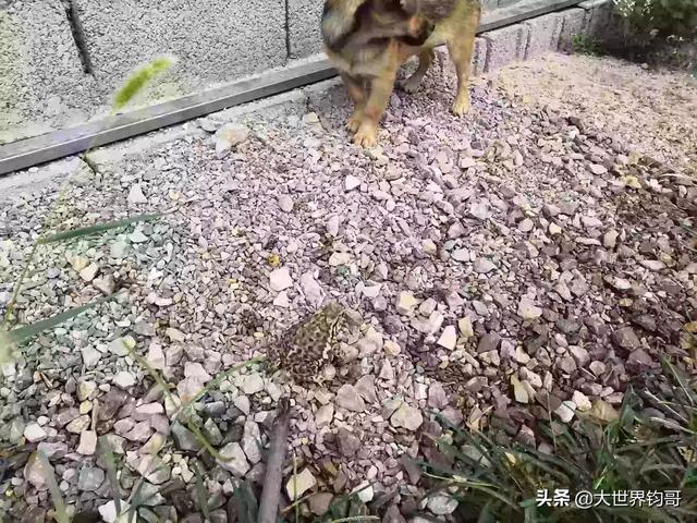 笼内大叫的三道眉草鹀:狗狗每天拆家，天天有“惊喜”怎么办？