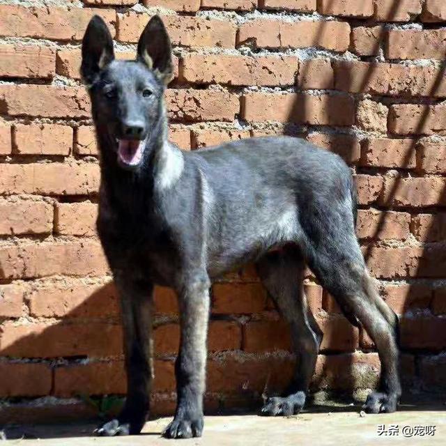 昆明犬价格:2019年昆明犬幼犬价格多少钱？有何依据？