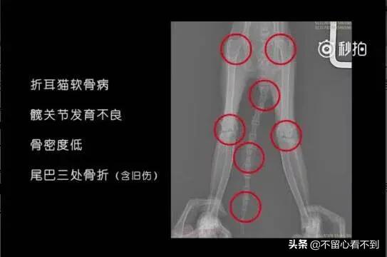 折耳猫遗传病:银渐层走路一瘸一拐怎么治疗？