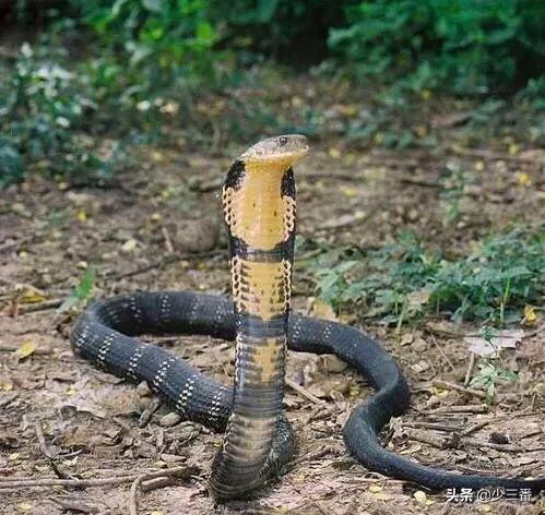 过山峰是保护动物,假如农民田间作业被过山峰咬了,心里来气将它打死了