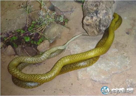 世界上最毒的蛇有哪些:世界上最毒的十种蛇，在澳大利亚能发现几种？