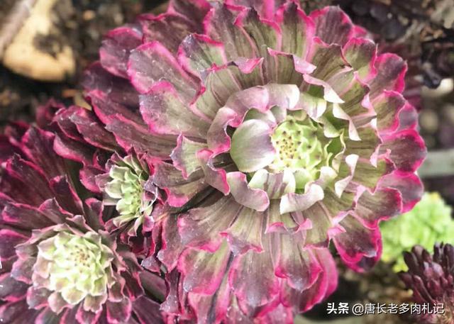 魔南景天夏季落叶怎么办:多肉植物法师如何度过炎炎夏日？