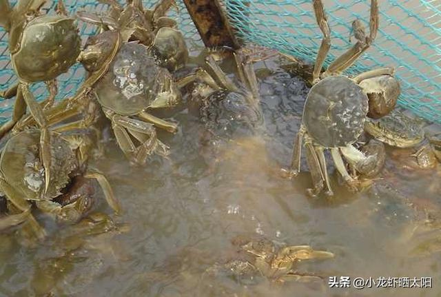 养殖什么螃蟹好，螃蟹目前价格如何，小龙虾养殖和螃蟹相比哪个更有优势