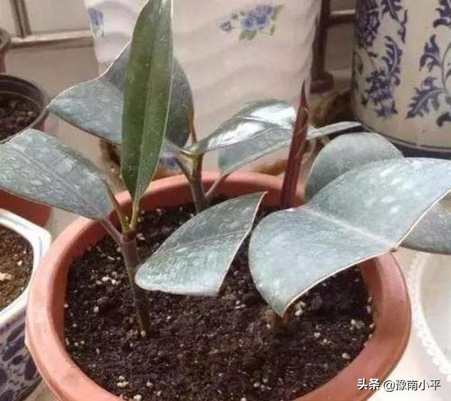 印度橡皮树如何叶插:橡皮树什么时间扦插易活？