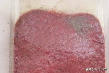 大孔雀鱼怎么养殖:全红白子孔雀鱼怎么饲养维系？