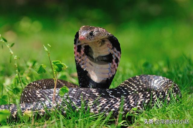 玉米蛇有毒吗，玉米地里发现一条眼镜蛇，它是来偷吃玉米苗的吗？该怎么办？