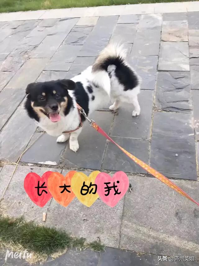 关于狗狗的感人故事:你知道哪些流浪狗狗最感人的故事？ 关于狗狗的感人故事200