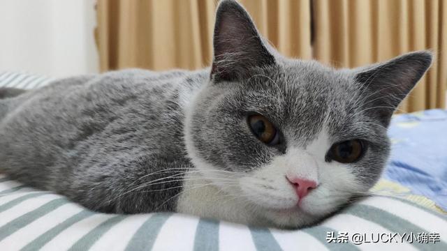 宠儿香猫咪营养膏:猫咪营养膏到底有没有用？