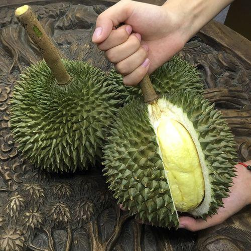 伊纳宝:为什么榴莲树的承重能力那么强？
