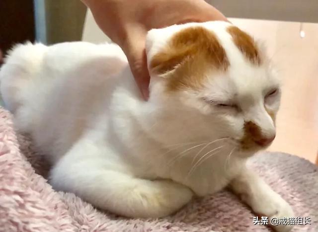 闷猫:猫喜欢吃塑料，该怎么办？
