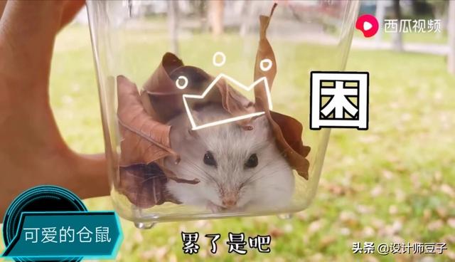 宠物:养宠物对我们的生活、工作、身心有哪些影响呢？ 宠物搞笑视频