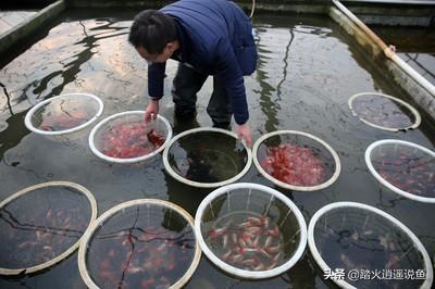 中国宠物俱乐部观赏鱼:中国传统金鱼的养殖现状如何？