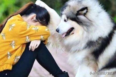 什么叫狗咬胶:狗喜欢轻咬主人手和主人玩耍，怎样纠正？