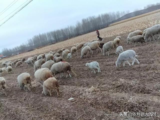 旱獭子什么品种养殖好:在甘肃农村圈养50只母羊选择什么品种好？