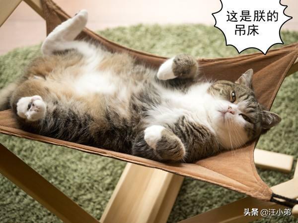 猫咪睡在猫砂盆:把猫独自放在家里七天，猫咪会生气吗？