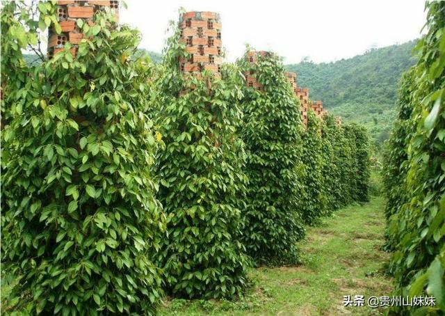 头条问答 如何进行科学种植胡椒 有没有什么细节要注意 种植世界的回答 0赞