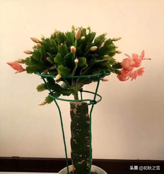 一叶兰能用淘米水浇吗:一叶兰浇没发酵的淘米水可以吗 仙人掌嫁接蟹爪兰能浇淘米水吗？
