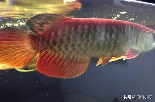 龙鱼炸鳞怎么治疗用什么药:用药后鱼炸鳞，擦缸是什么原因？