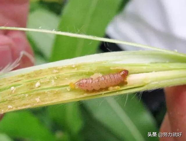 玉米地蚜虫怎么防治:玉米螟虫防治的最佳时机及方法？