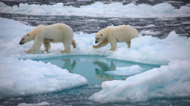 南极融化释放远古病毒，为什么南极就一定有远古病毒