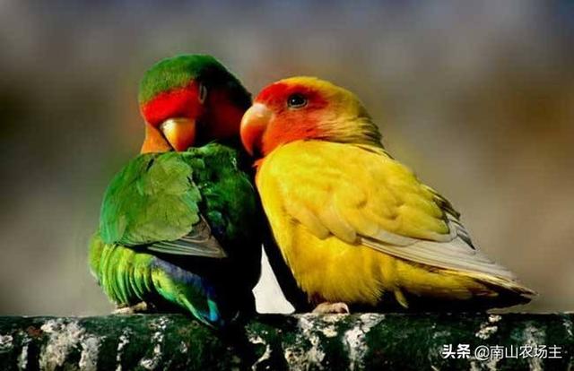 如何饲养红色吸蜜鹦鹉:黄领吸蜜鹦鹉怎么养这种鹦鹉较容易饲养？