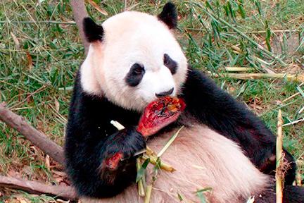 动物园为什么不让熊猫吃肉，为什么很少见到大熊猫吃肉？