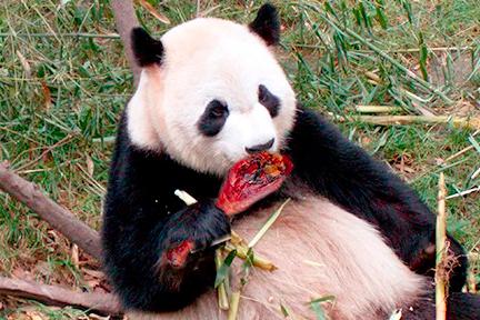 熊猫和饲养员吵架:成都熊猫基地饲养员“奶爸”粗暴对待大熊猫幼崽，这么做对吗
