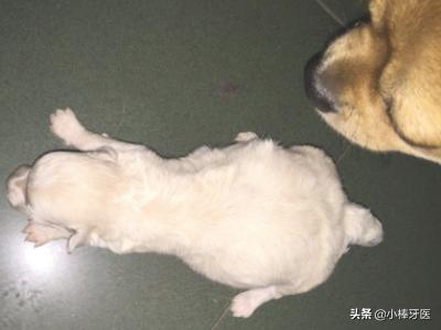 狗狗进去的时候很涨新闻:狗狗肚子鼓鼓的是什么原因？