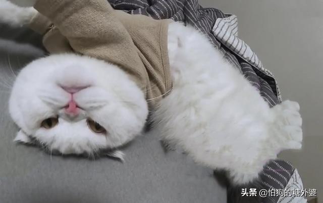 宠物情人调教法:知道调皮的小猫该如何调教吗？