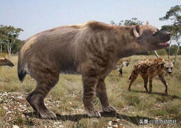 东北虎的资料卡片:东北虎可以打败史前的巨鬣狗吗？