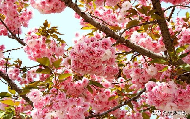 描写樱花的诗句与美文有什么？