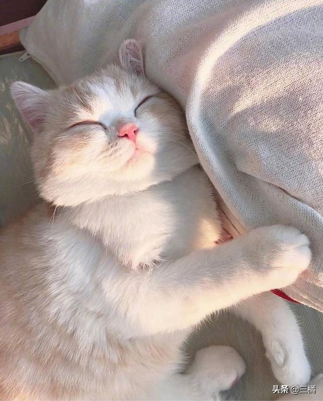 头条问答 猫咪变老有哪些迹象 三橘家猫狗双全的回答 0赞