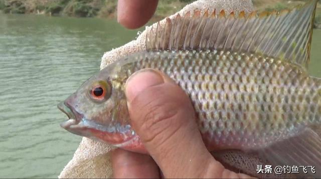 如何钓鲮鱼(如何钓鲮鱼避开罗非)