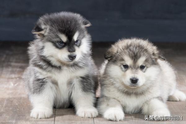 1岁阿拉斯加雪橇犬性格:阿拉斯加犬的性格怎么样？