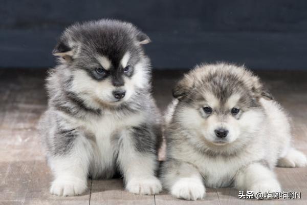 百度阿拉斯加犬怎么养:阿拉斯加犬好养吗阿拉斯加雪橇犬怎么养？