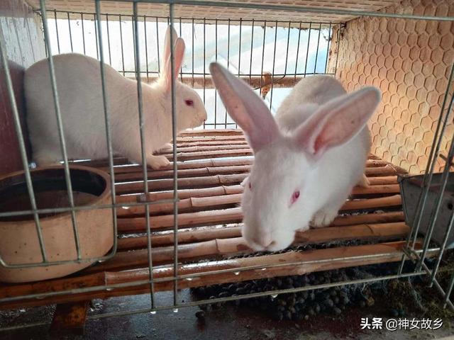 肉兔养殖技术教程:肉兔要如何育肥比较有效？