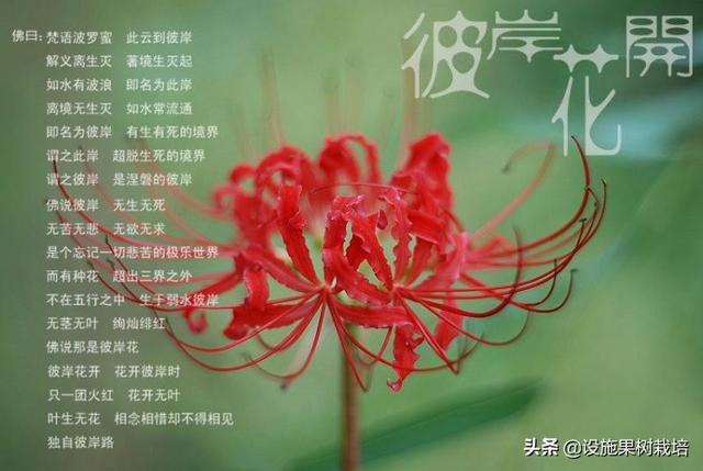 石蒜图片:石蒜花的特点石蒜花的详细介绍？