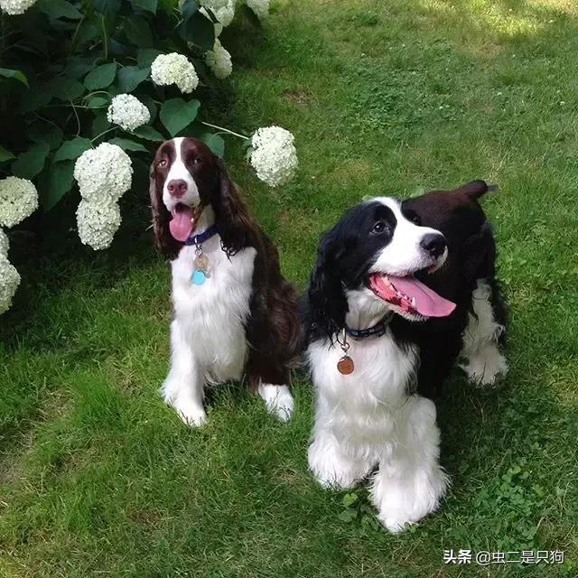 波斯顿梗犬舍:有哪些适合家养的中型狗狗？