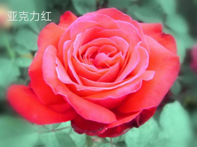 优秀月季花品种介绍百度网:名贵月季十大品种是哪些品种？