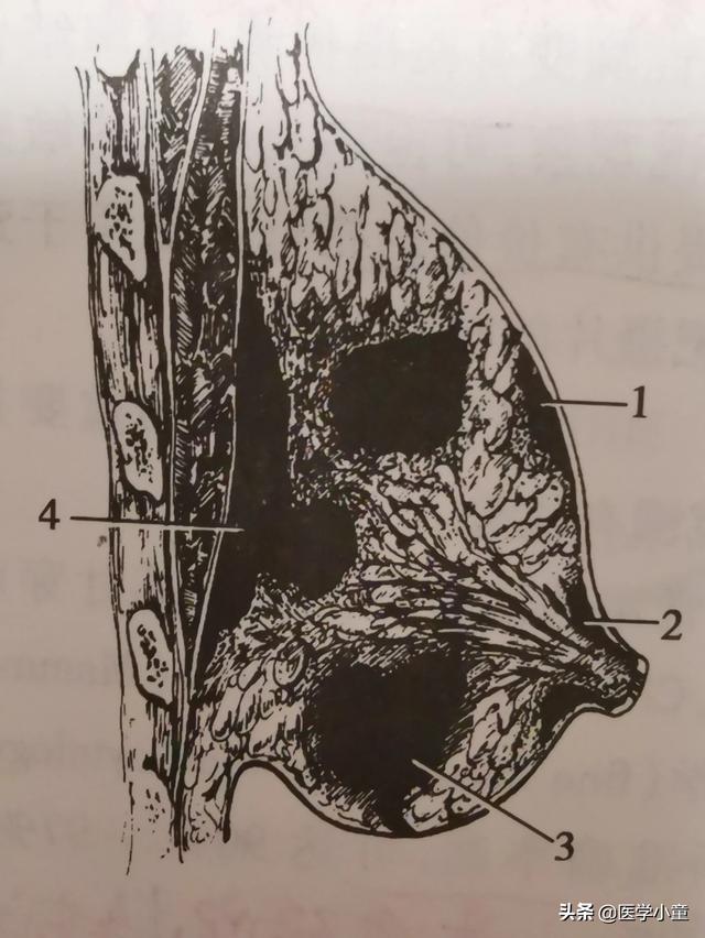 头条问答 乳腺炎有什么症状 19个回答
