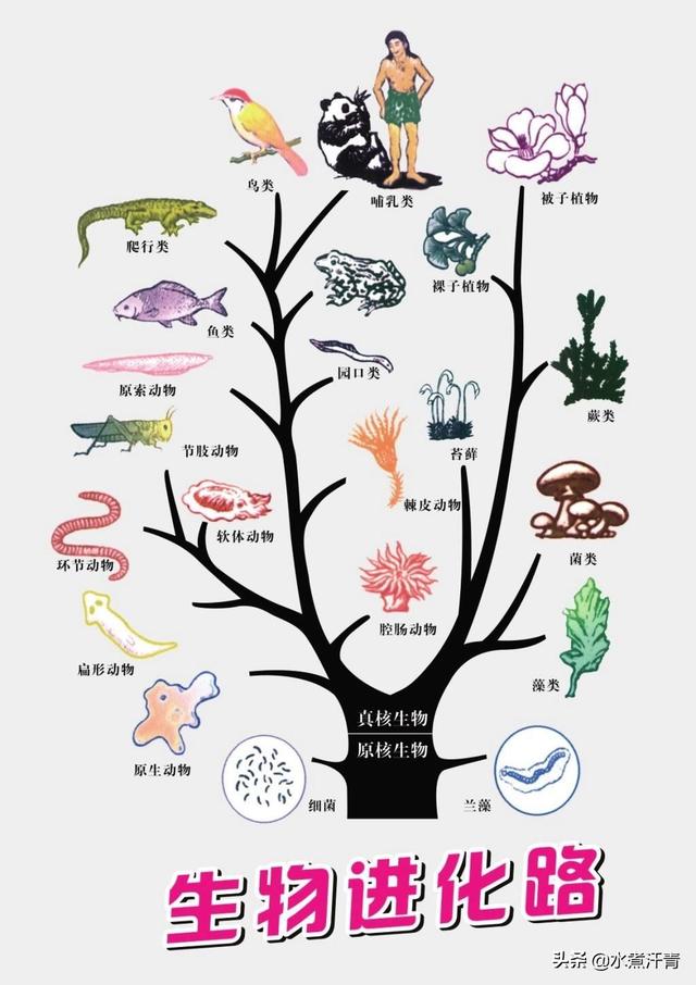 蛇蜻蜓:蜻蜓生活在高氧环境下，能不能长成史前蜻蜓那么巨大？
